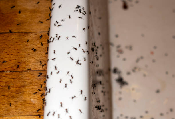 Best Commercial Pest Control Services  in St Joseph, MI